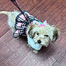 Bella is registered to the contest to win money with this photo: dog, small_dog, fluffy, leash, dress, pink, black, butterfly_clip, hair_accessory, wooden_floor, indoor, pet, cute, animal, fur, looking_up, standing, plaid_pattern, accessory, canine