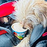 Bella joined the competition — help win amazing prizes! dog, fluffy, pet, snack, cup, food, treat, car_seat, fabric, bag, cozy, close_up, light_brown, fur, canine, indoor, relaxed, cute, animal, comfort