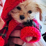 Bella joined the competition — help win amazing prizes! dog, puppy, red_hoodie, fuzzy_clothing, hand, person, indoor, closeup, cute, pet, warm, cozy, furry, animal, small_dog, holding, portrait, face, blur, candid