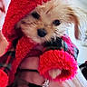 dog, puppy, red_hoodie, fuzzy_clothing, hand, person, indoor, closeup, cute, pet, warm, cozy, furry, animal, small_dog, holding, portrait, face, blur, candid