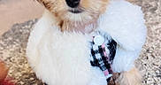 Bella joined the competition — help win amazing prizes! puppy, dog, small_dog, fur, white_jacket, carpet, indoor, cute, pet, animal, furry, adorable, young_dog, cozy, clothing, curious, home, playful, brown_fur, black_nose