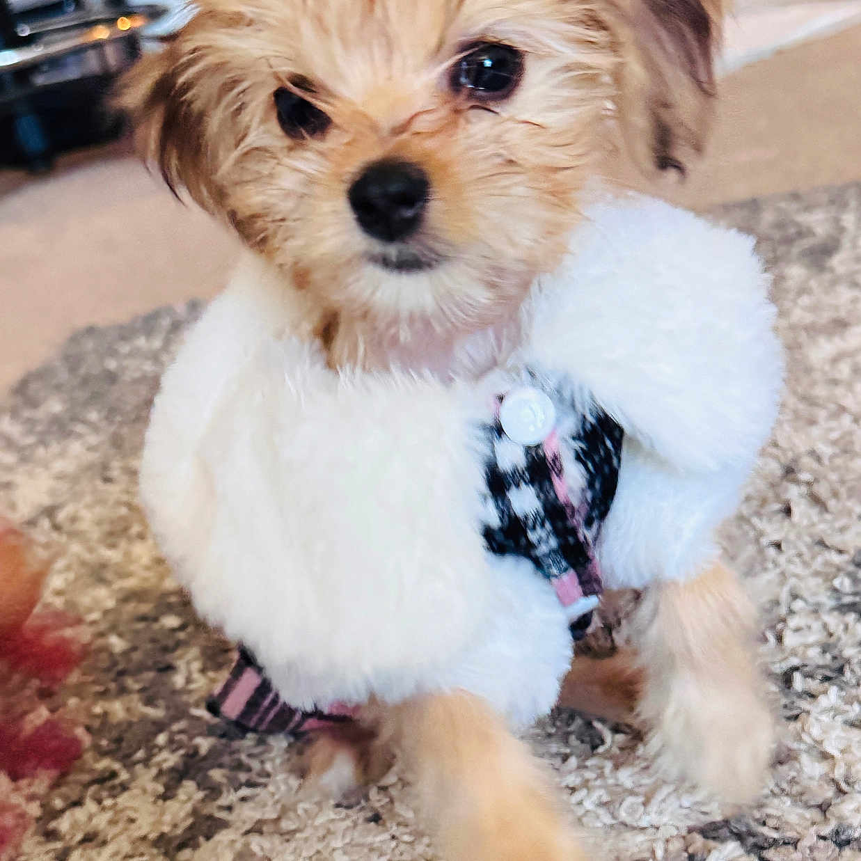 Bella