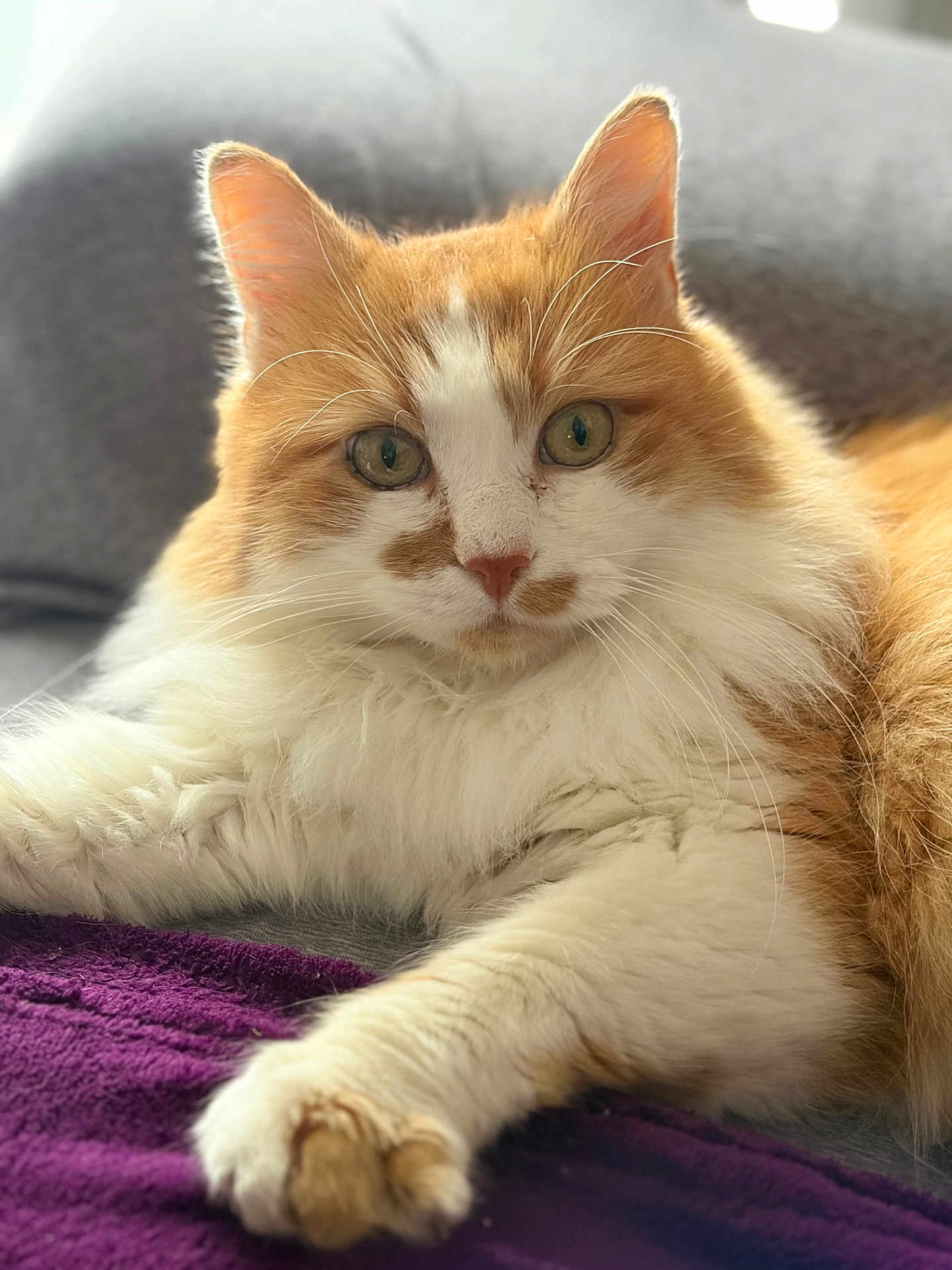 Tsuki participe au concours pour gagner de l'argent avec cette photo : cat, orange_and_white, fluffy, pet, indoor, relaxed, close_up, green_eyes, whiskers, paw, blanket, fur, cute, animal, domestic_cat, portrait, laying_down, soft_light, cozy, feline