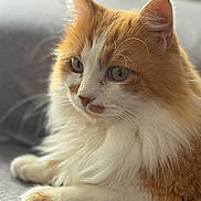 Tsuki a rejoint le concours — aidez-le/la à gagner de superbes lots ! cat, fluffy, orange, white, feline, pet, animal, closeup, portrait, whiskers, ears, paws, soft, relaxed, indoor, natural_light, fur, cute, domestic_cat, laying