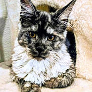 Destiny Emerald Jade is registered to the contest to win money with this photo: cat, maine_coon, long_hair, feline, pet, animal, yellow_eyes, fluffy, fur, relaxed, indoors, cozy, resting, close_up, portrait, whiskers, ears, paw, soft, beige