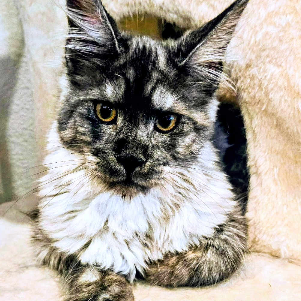 Destiny Emerald Jade is registered to the contest to win money with this photo: animal, beige, cat, close_up, cozy, ears, feline, fluffy, fur, indoors, long_hair, maine_coon, paw, pet, portrait, relaxed, resting, soft, whiskers, yellow_eyes