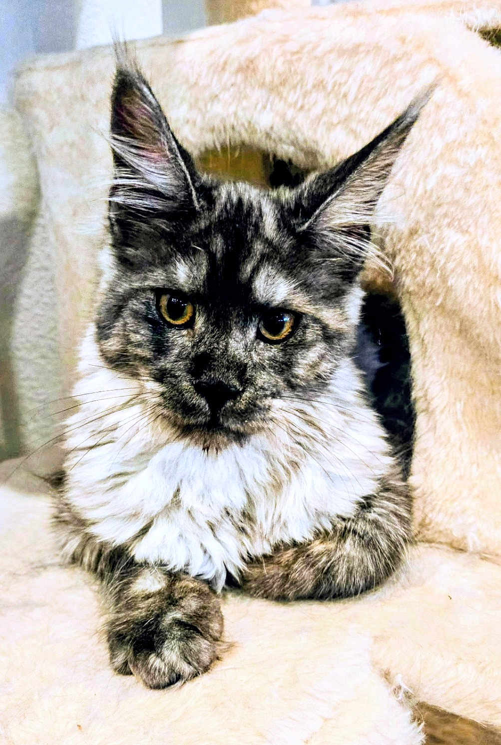 Destiny Emerald Jade is registered to the contest to win money with this photo: cat, maine_coon, long_hair, feline, pet, animal, yellow_eyes, fluffy, fur, relaxed, indoors, cozy, resting, close_up, portrait, whiskers, ears, paw, soft, beige