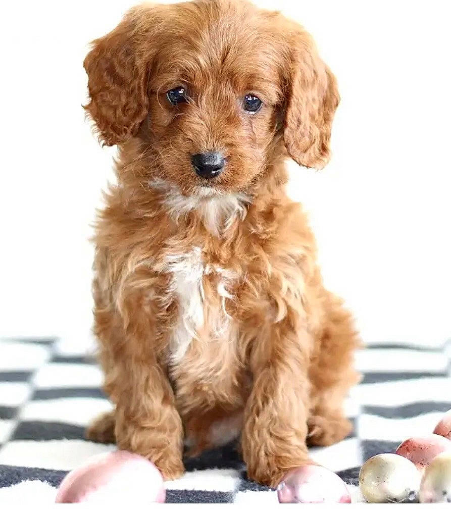 Odin is registered to the contest to win money with this photo: canidae, carnivore, companion_dog, computer_keyboard, dog, dog_breed, fur, input_device, liver, peripheral, pet_supply, sporting_group, toy_dog, water_dog, working_animal