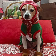Nemo is registered to the contest to win money with this photo: dog, pet, costume, holiday, christmas, reindeer, hat, scarf, boots, bed, pillow, indoor, cute, festive, animal, canine, sitting, red, green, pattern