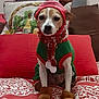 dog, pet, costume, holiday, christmas, reindeer, hat, scarf, boots, bed, pillow, indoor, cute, festive, animal, canine, sitting, red, green, pattern