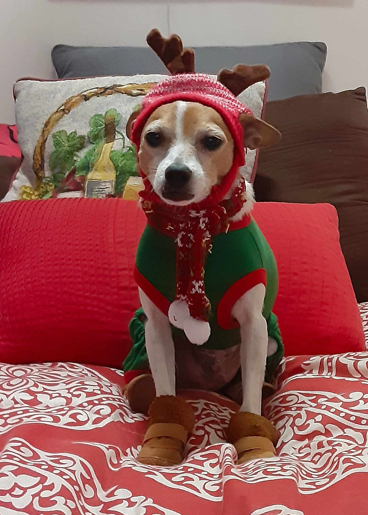 Nemo is registered to the contest to win money with this photo: dog, pet, costume, holiday, christmas, reindeer, hat, scarf, boots, bed, pillow, indoor, cute, festive, animal, canine, sitting, red, green, pattern