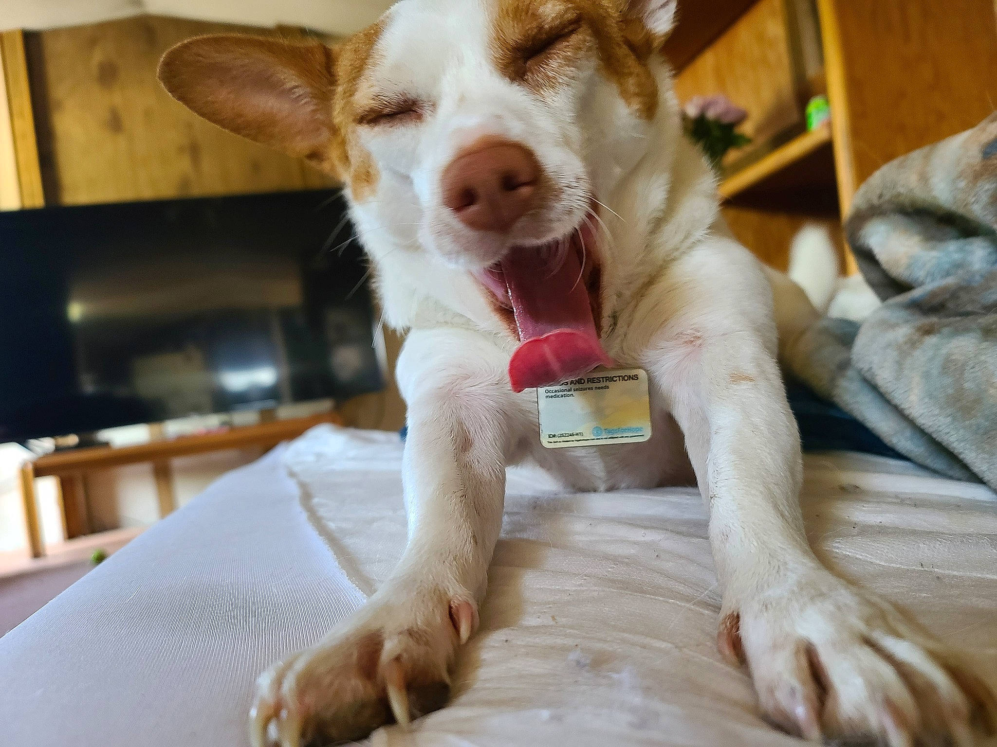 Monster is registered to the contest to win money with this photo: canidae, carnivore, companion_dog, dog, dog_breed, ear, fawn, feist, hunting_dog, ibizan_hound, mammal, paw, puppy, puppy_love, snout, sporting_group, whiskers