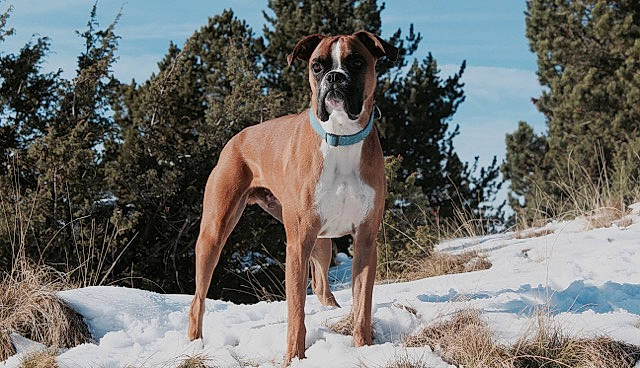 Google a rejoint le concours — aidez-le/la à gagner de superbes lots ! boerboel, boxer, canidae, carnivore, dog, dog_breed, fawn, great_dane, greyhound, mammal, non_sporting_group, rare_breed_dog, sporting_group, vertebrate, working_dog