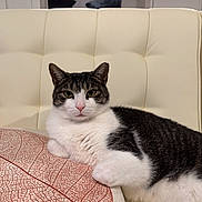 Carlos joined the competition — help win amazing prizes! animal, black_and_white, cat, chair, cozy, ears, eyes, feline, furniture, home, indoors, lying_down, paws, pet, pink_nose, portrait, relaxed, sitting, table, whiskers
