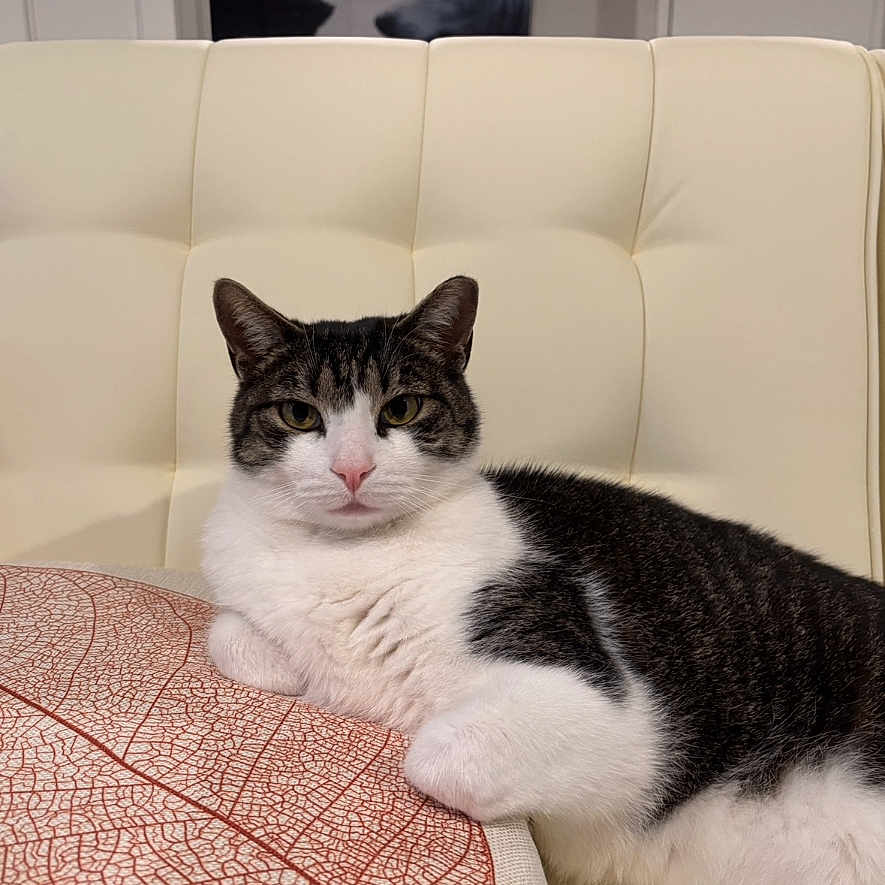 Carlos joined the competition — help win amazing prizes! animal, black_and_white, cat, chair, cozy, ears, eyes, feline, furniture, home, indoors, lying_down, paws, pet, pink_nose, portrait, relaxed, sitting, table, whiskers