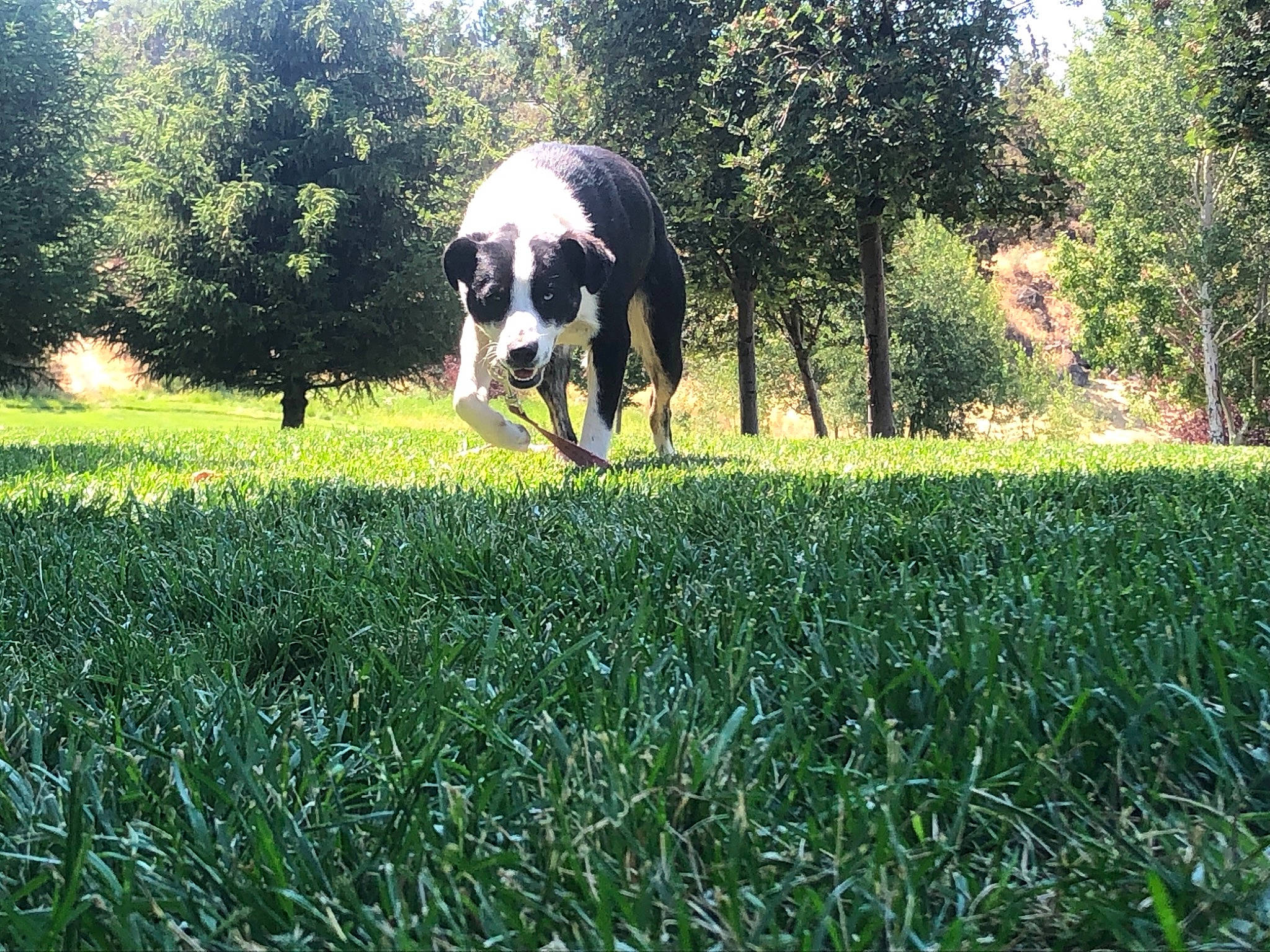 Harley joined the competition — help win amazing prizes! carnivore, dog, dog_breed, grass, grass_family, grassland, grazing, groundcover, landscape, lawn, meadow, natural_landscape, people_in_nature, plant, shrub, sporting_group, tail, tints_and_shades, tree, window