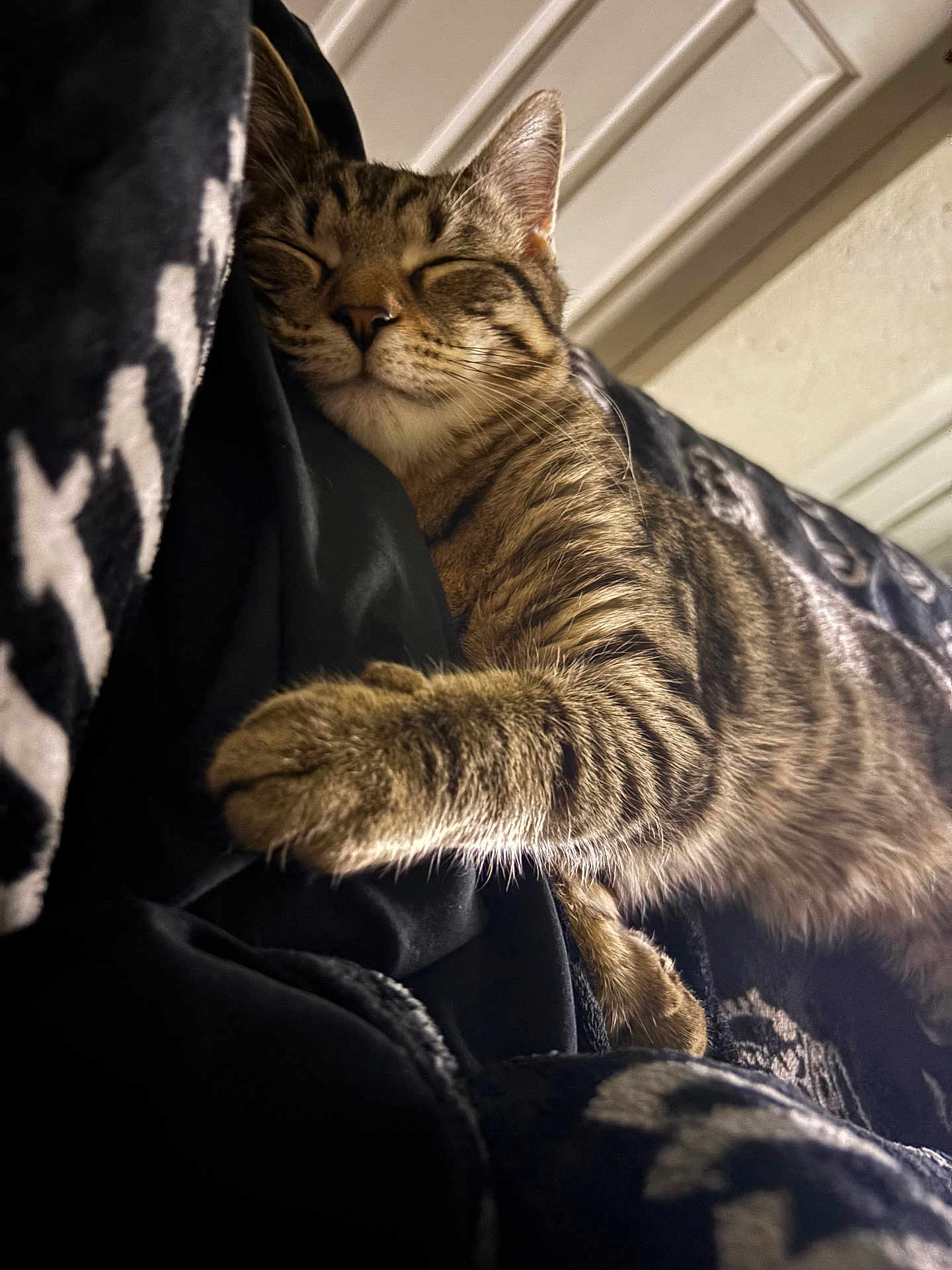 Jynx joined the competition — help win amazing prizes! cat, tabby, sleeping, nap, cozy, feline, fur, whiskers, paw, blanket, indoor, closeup, relaxed, comfort, resting, striped, cute, pet, animal, soft