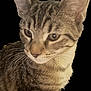 Jynx is registered to the contest to win money with this photo: cat, tabby, close_up, animal, pet, ears, whiskers, fur, striped, face, portrait, looking_away, indoor, cute, feline, mammal, domestic_animal, soft_focus, black_background, curious
