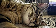 Jynx is registered to the contest to win money with this photo: cat, tabby, sleeping, close_up, whiskers, fur, indoor, blanket, resting, cozy, pet, animal, mammal, feline, soft_texture, blurred_background, patterned_rug, relaxation, domestic, cute