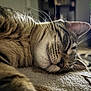 cat, tabby, sleeping, close_up, whiskers, fur, indoor, blanket, resting, cozy, pet, animal, mammal, feline, soft_texture, blurred_background, patterned_rug, relaxation, domestic, cute