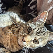 Jynx joined the competition — help win amazing prizes! cat, tabby, whiskers, close_up, pet, animal, feline, curious, eyes, fur, laying, blanket, cozy, indoor, soft_light, cute, face, ears, relaxed, young_cat