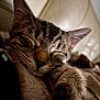 Jynx joined the competition — help win amazing prizes! cat, tabby, sleeping, close_up, paw, feline, resting, cozy, blanket, fur, whiskers, indoor, cute, relaxation, pet, animal, mammal, soft, comfort, nap