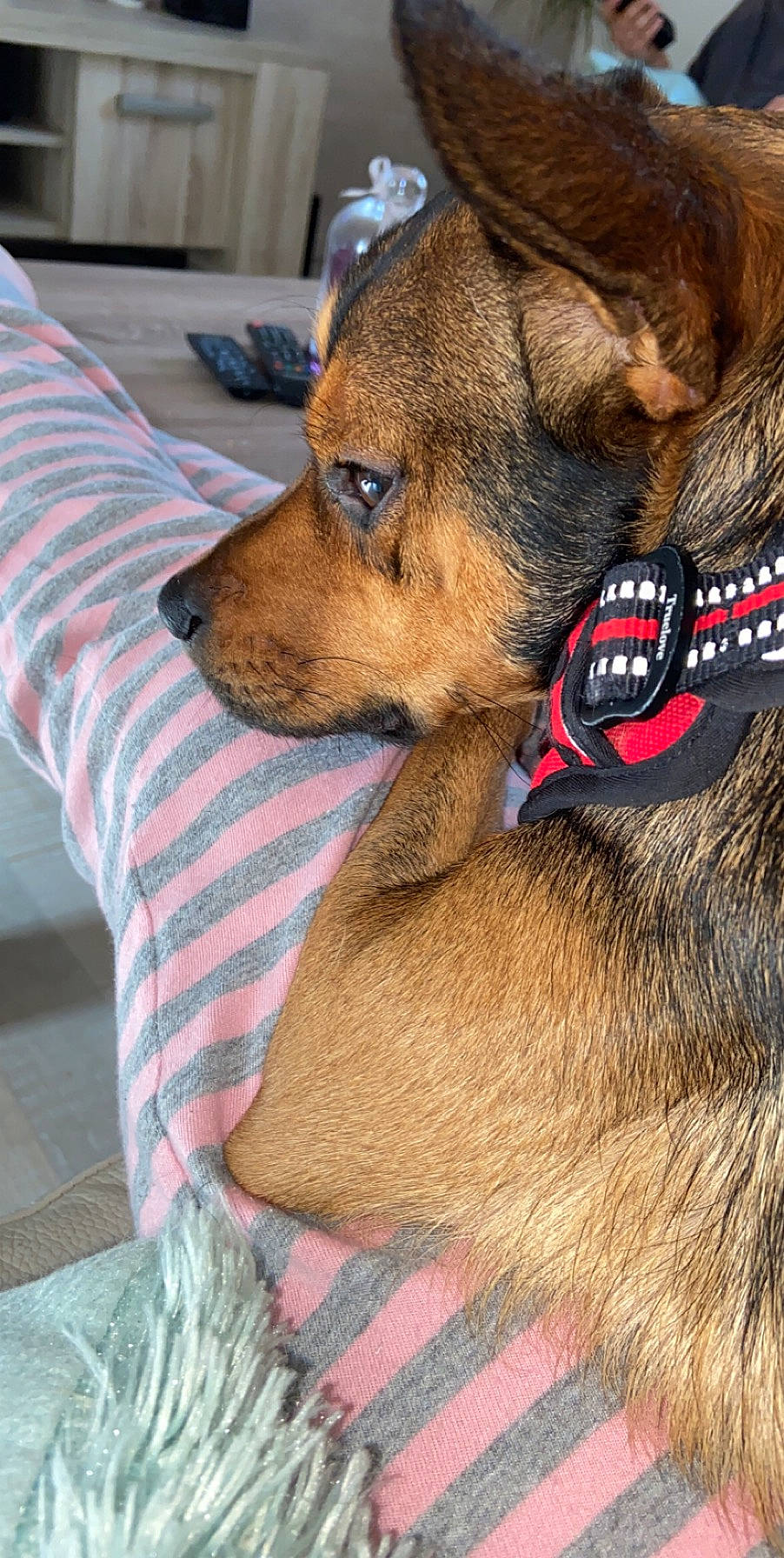 Max a rejoint le concours — aidez-le/la à gagner de superbes lots ! canidae, carnivore, collar, comfort, companion_dog, dog, dog_breed, dog_collar, dog_supply, fawn, fur, leash, liver, pet_supply, police_dog, snout, sporting_group, whiskers, working_animal, working_dog