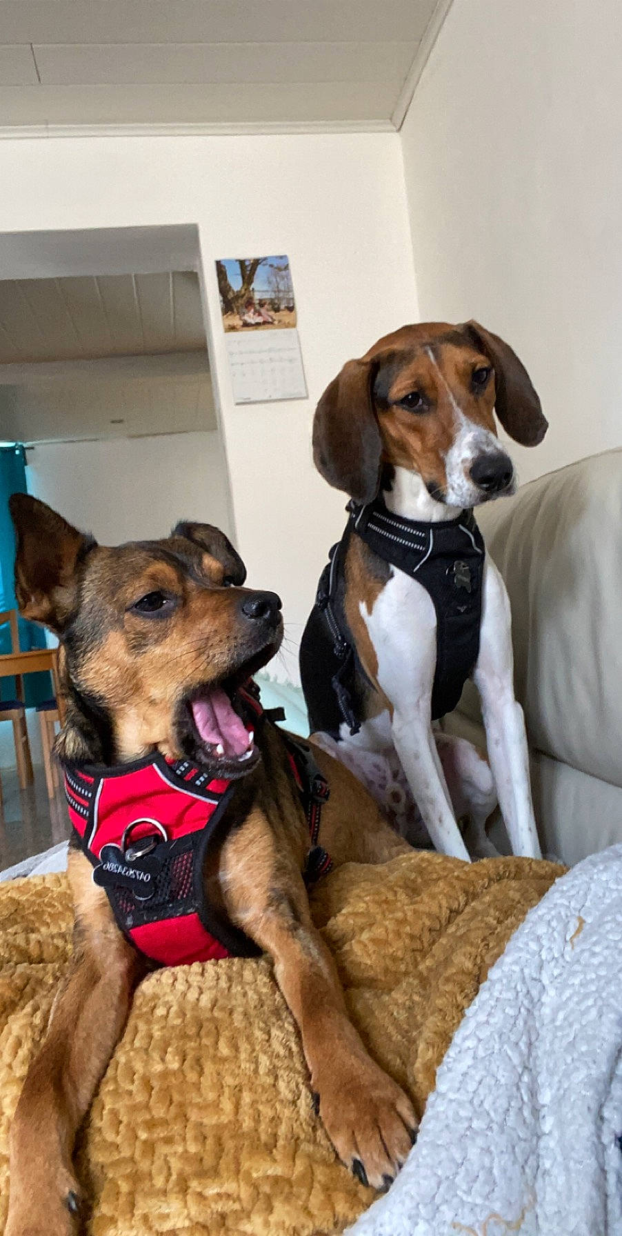 Max participe au concours pour gagner de l'argent avec cette photo : canidae, carnivore, collar, companion_dog, couch, dog, dog_breed, dog_clothes, dog_collar, dog_supply, fawn, hound, liver, pet_supply, scent_hound, snout, sporting_group, tail, working_animal, working_dog