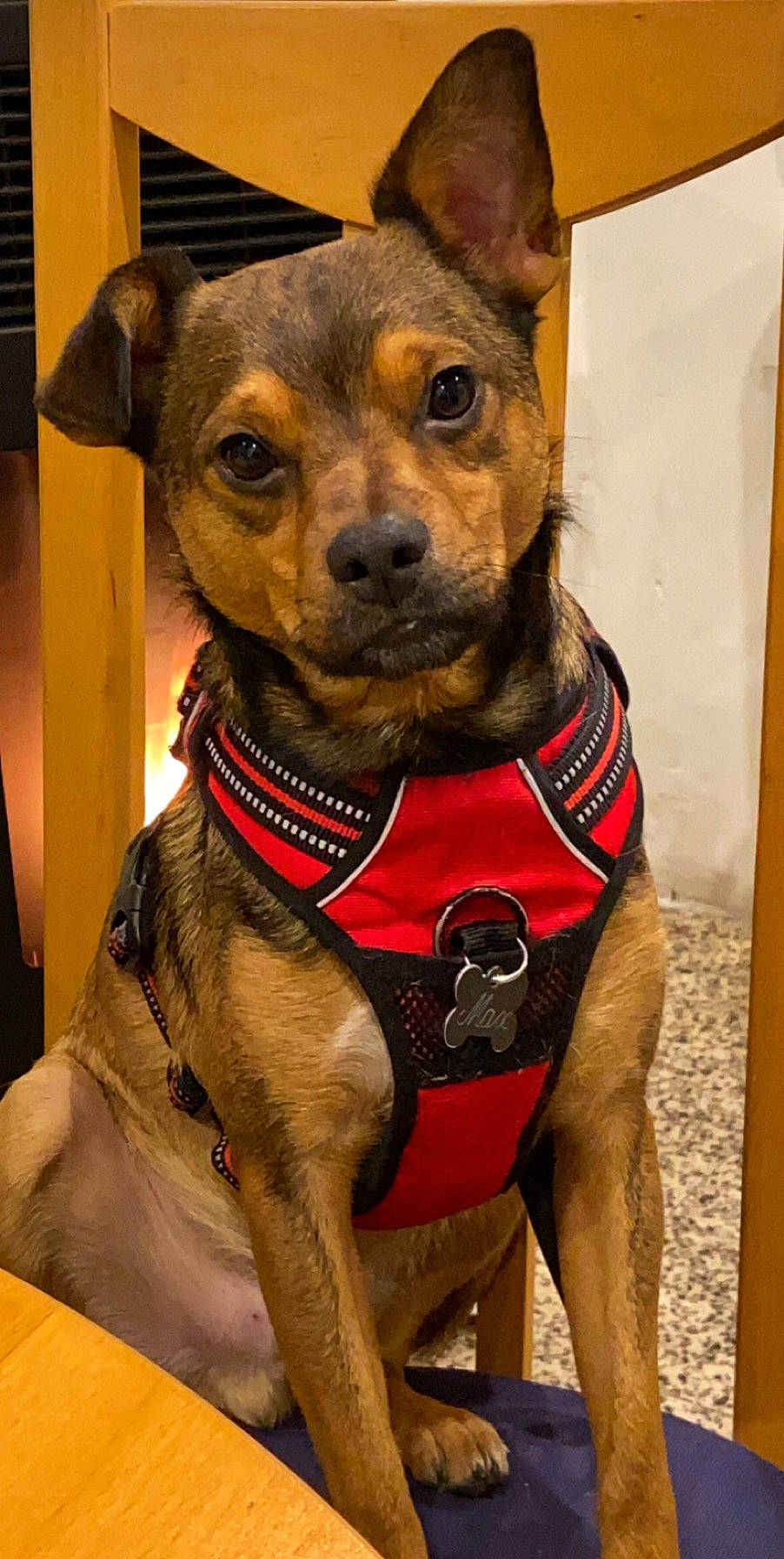 Max participe au concours pour gagner de l'argent avec cette photo : canidae, carnivore, collar, companion_dog, dog, dog_breed, dog_clothes, dog_collar, dog_supply, fawn, fur, leash, liver, pet_supply, pinscher, snout, sporting_group, whiskers, working_animal, working_dog