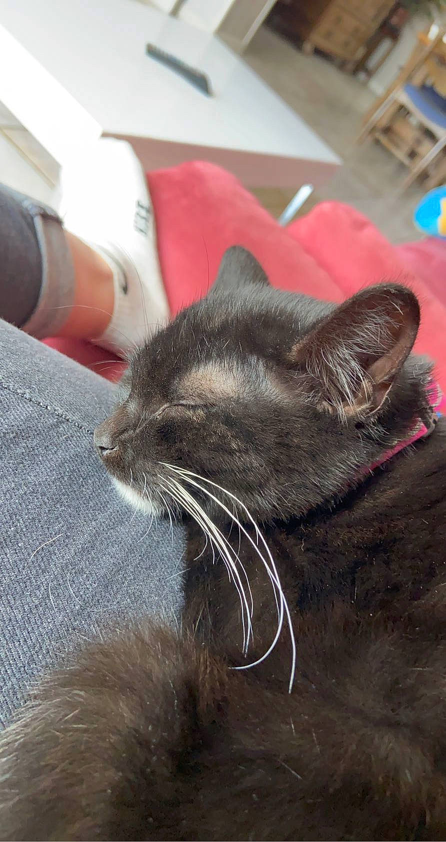 Pearl participe au concours pour gagner de l'argent avec cette photo : black_cat, carnivore, cat, comfort, felidae, fur, skin, small_to_medium_sized_cats, snout, vertebrate, whiskers