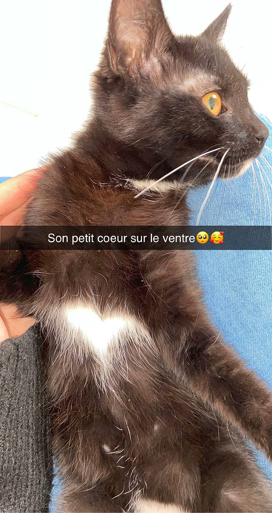 Pearl a rejoint le concours — aidez-le/la à gagner de superbes lots ! carnivore, cat, fawn, felidae, fur, iris, liver, organism, pet_supply, skin, small_to_medium_sized_cats, snout, vertebrate, whiskers