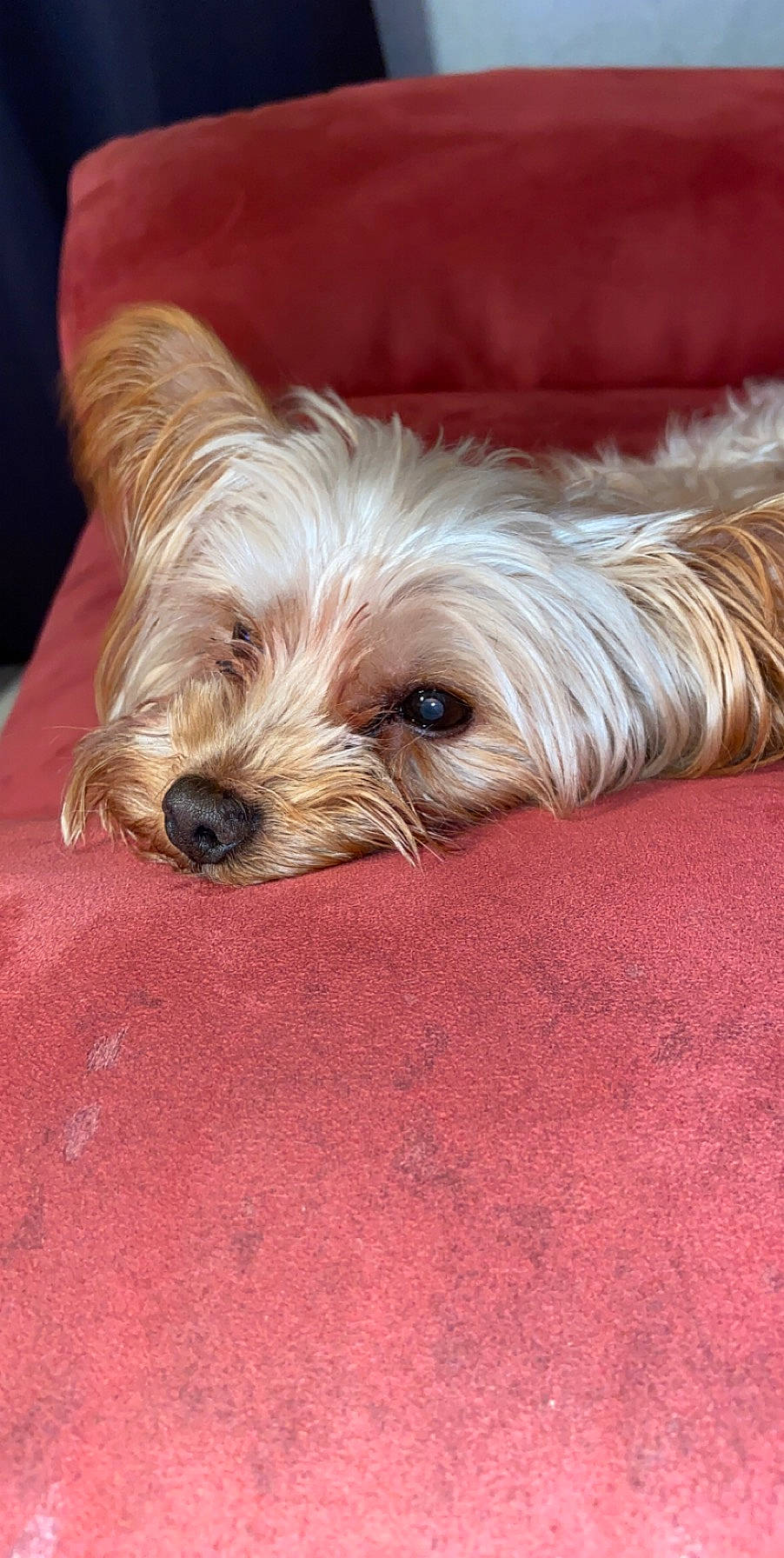 Bounty participe au concours pour gagner de l'argent avec cette photo : australian_silky_terrier, australian_terrier, blond, canidae, carnivore, companion_dog, dog, dog_breed, dog_supply, fawn, fur, liver, non_sporting_group, small_terrier, snout, terrier, toy_dog, vertebrate, working_animal, working_dog