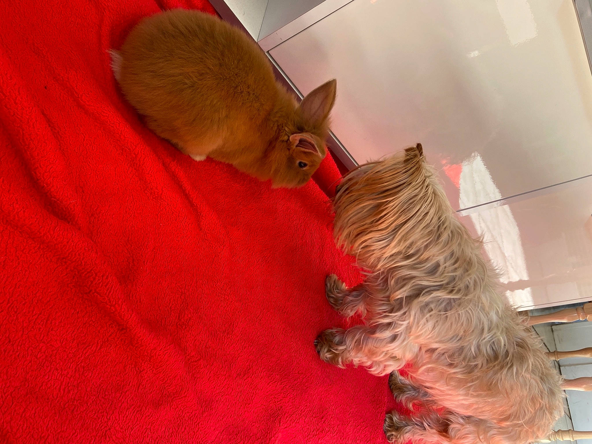 Bounty participe au concours pour gagner de l'argent avec cette photo : dog, dog_breed, dormouse, fawn, fur, gerbil, liver, mouse, muridae, muroidea, organism, pest, rat, rodent, skin, small_terrier, snout, terrier, vertebrate, whiskers