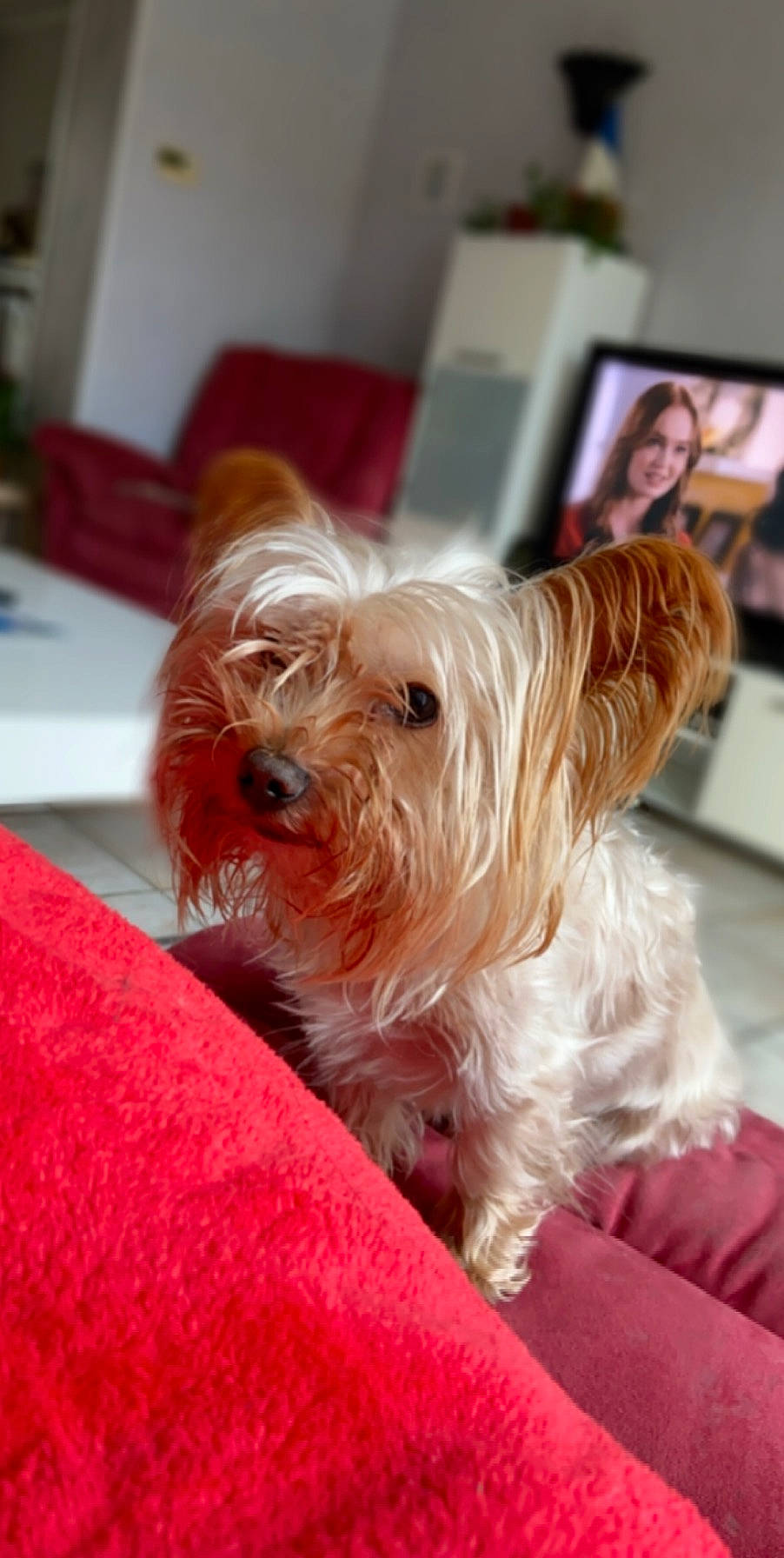 Bounty participe au concours pour gagner de l'argent avec cette photo : blond, canidae, carnivore, companion_dog, display_device, dog, dog_breed, dog_supply, flat_panel_display, led_backlit_lcd_display, linens, picture_frame, small_terrier, snout, television, television_set, terrier, toy_dog, west_highland_white_terrier, working_animal