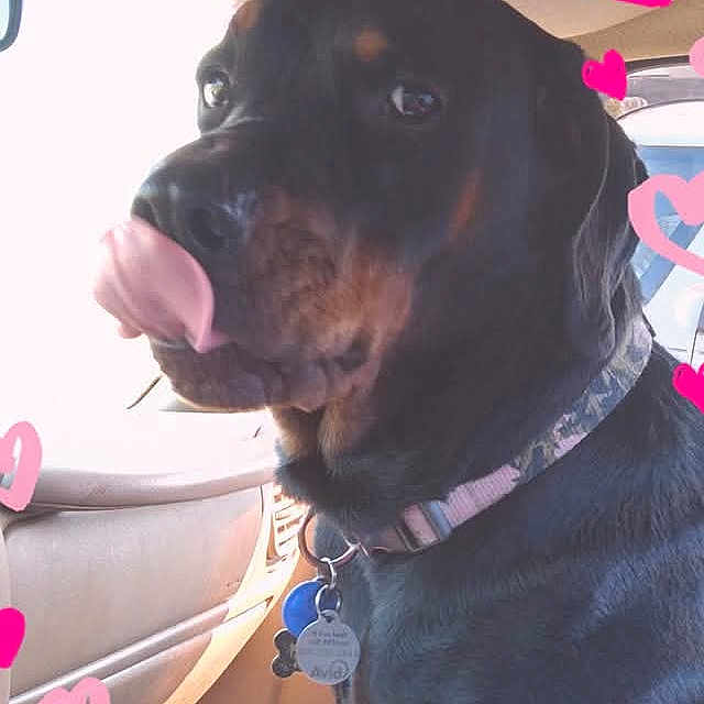 Ava Lee joined the competition — help win amazing prizes! animal, architecture, bodypart, building, canine, cushion, dog, face, head, homedecor, hound, mouth, outdoors, person, pet, photography, portrait, puppy, purple, shelter