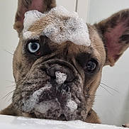 Obi is registered to the contest to win money with this photo: dog, french_bulldog, soap_bubbles, bathtub, pet, close_up, ears, face, curious, wet, bubble_foam, indoor, animal, looking_up, bath_time, cute, expression, whiskers, snout, domestic_animal