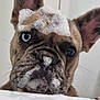 dog, french_bulldog, soap_bubbles, bathtub, pet, close_up, ears, face, curious, wet, bubble_foam, indoor, animal, looking_up, bath_time, cute, expression, whiskers, snout, domestic_animal