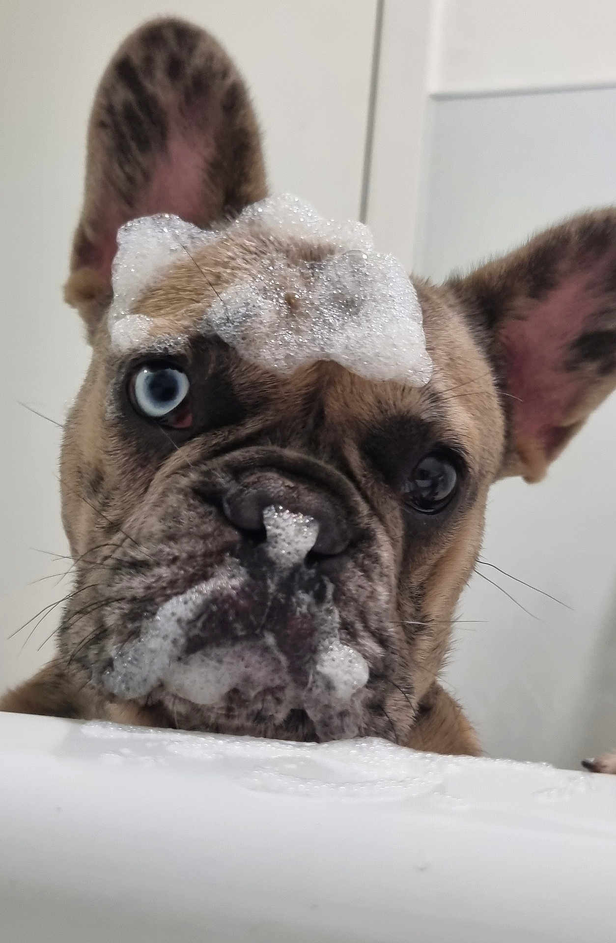 Obi