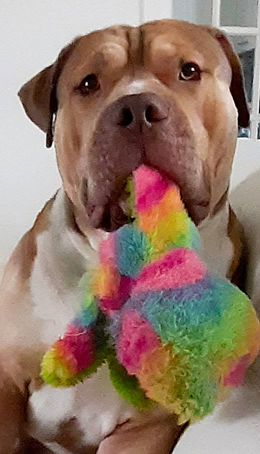 Thor is registered to the contest to win money with this photo: carnivore, collar, companion_dog, dog, dog_breed, dog_collar, dog_supply, dog_toy, fawn, food, fur, liver, pet_supply, pink, snout, sporting_group, stuffed_toy, whiskers, working_animal, wrinkle