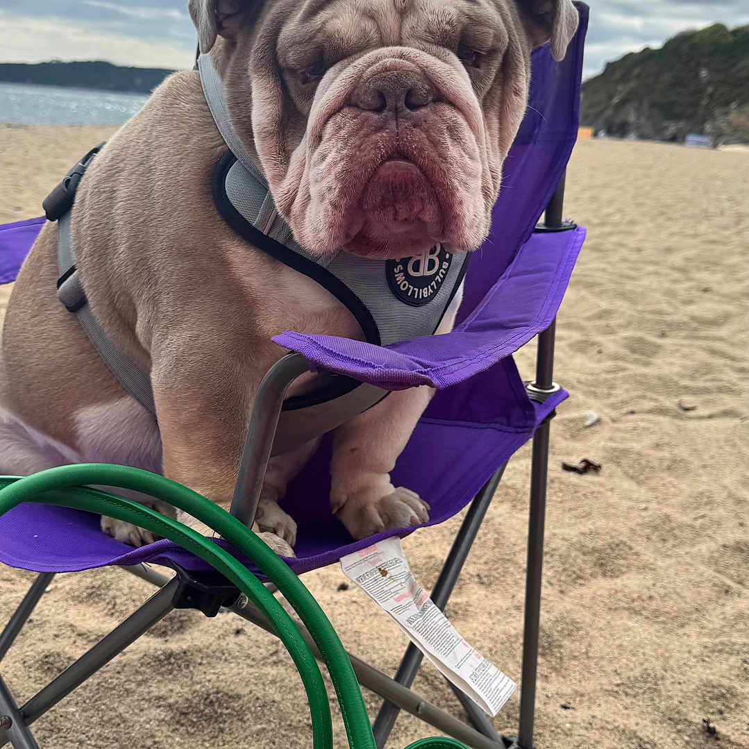 Buddy is registered to the contest to win money with this photo: animal, beach, bulldog, calm, canine, chair, closeup, cloudy_sky, daytime, dog, green_handbag, leather_bag, nature, outdoor, pet, purple_chair, relaxation, sand, sitting, vacation