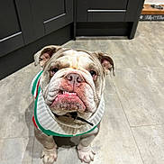 Buddy is registered to the contest to win money with this photo: bulldog, dog, pet, sweater, indoor, floor, tile, kitchen, animal, looking_up, cute, furniture, food_bowl, collar, ears, face, expression, white, brown, short_hair