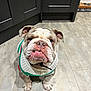 bulldog, dog, pet, sweater, indoor, floor, tile, kitchen, animal, looking_up, cute, furniture, food_bowl, collar, ears, face, expression, white, brown, short_hair
