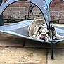 Buddy joined the competition — help win amazing prizes! bulldog, dog, pet_cot, canopy, outdoor, stone_patio, brick_wall, resting, lazy, wrinkly, animal, raised_bed, pet, summer, relaxation, canine, daytime, domestic_animal, sleepy, companion