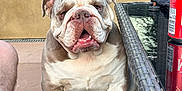 Buddy joined the competition — help win amazing prizes! bulldog, dog, pet, animal, wicker_chair, outdoor, table, glass_table, soda_can, leg, foot, sock, shoe, window, wall, relaxed, sitting, cute, portrait, daylight