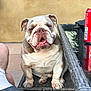 bulldog, dog, pet, animal, wicker_chair, outdoor, table, glass_table, soda_can, leg, foot, sock, shoe, window, wall, relaxed, sitting, cute, portrait, daylight