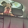 Buddy joined the competition — help win amazing prizes! bulldog, dog, car, backseat, leather_seat, headrest, rainy_window, paws, pet, animal, indoors, curious, closeup, furry, mammal, transportation, seat, window, resting, cozy