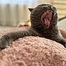 Trésor a rejoint le concours — aidez-le/la à gagner de superbes lots ! animal, blanket, cat, close_up, cozy, cute, domestic_animal, feline, fur, gray_cat, indoor, mouth_open, paw, pet, relaxed, resting, soft_texture, teeth, tongue, yawning