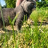 animal, cat, closeup, collar, daylight, feline, grass, gray_cat, greenery, ground, legs, nature, outdoor, person, pet, profile_view, shoes, summer, sunlight, walking