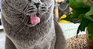 Trésor participe au concours pour gagner de l'argent avec cette photo : cat, cat_tree, close_up, cute, domestic_cat, feline, funny_face, furniture, gray_cat, grey_fur, home, houseplant, indoor, pet, plant, relaxed, sitting, table, tongue_out, whiskers