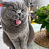 cat, cat_tree, close_up, cute, domestic_cat, feline, funny_face, furniture, gray_cat, grey_fur, home, houseplant, indoor, pet, plant, relaxed, sitting, table, tongue_out, whiskers